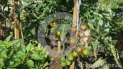 Vegetable bed with tomatoes in a vegetable garden equipped according to the principle of organic farming. Stock Photo