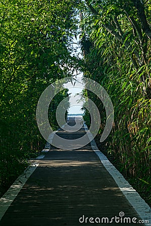 Wooden walkway covered by trees and bushes, leading toward an opening in the distance, Fire Island, NY Stock Photo