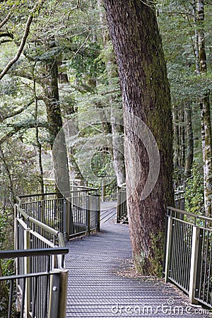 Wooden walkway in Fjordland National Park, South Island, National Park Stock Photo