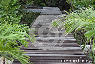 Wooden walkway in the mangrove forest for tourists who want to be close to nature. Stock Photo