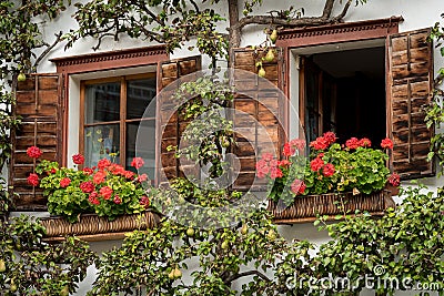 Wooden windows with petunia and a pear tree in Hallstatt Stock Photo