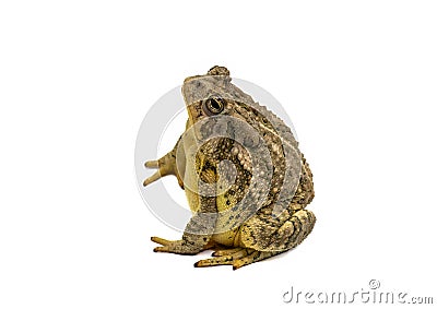Woodhouse's Toad Stock Photo