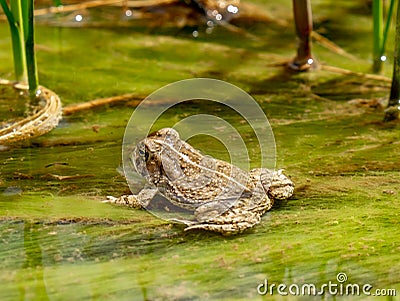 Woodhouse`s toad Stock Photo