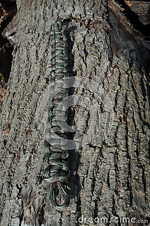 Woodland Camo Paracord Bracelet on against Wood Stock Photo