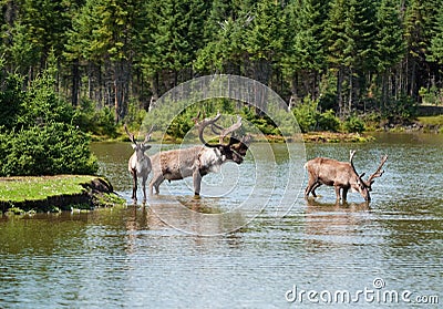 Woodland caribou in a natural setting Stock Photo