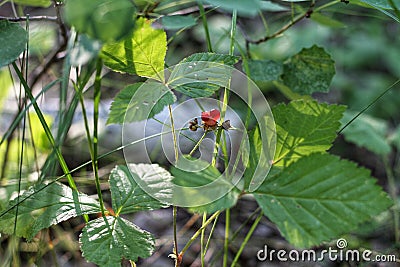 woodland drudge grows on a bush in the forest Stock Photo