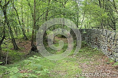 Woodland Drystone wall Stock Photo