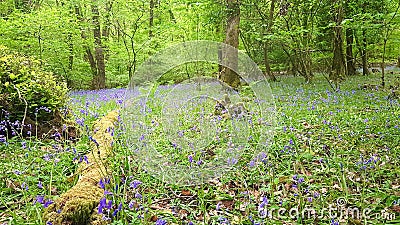 Woodland Footpath Dartmoor , Devon Uk Stock Photo