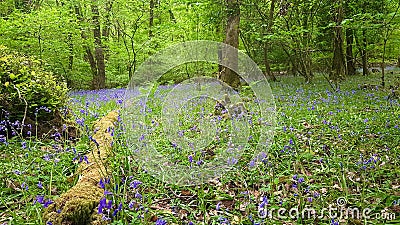 Woodland Footpath Dartmoor , Devon Uk Stock Photo