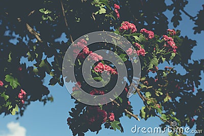 Woodland Hawthorn tree in spring Stock Photo