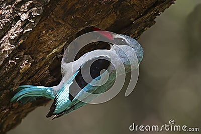 Woodland Kingfisher feeding babies Stock Photo