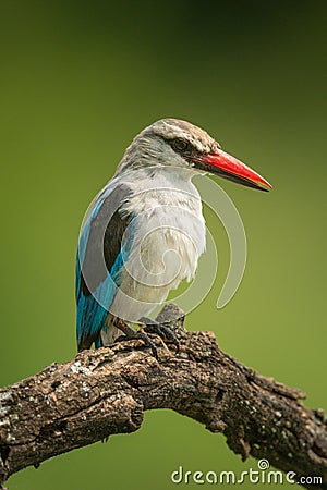 Woodland kingfisher looking down from dead branch Stock Photo