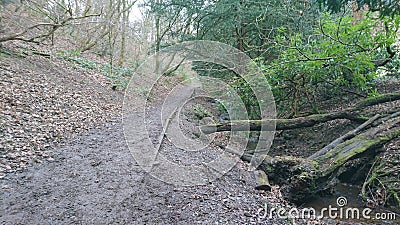 Woodland muddy walk by stream Stock Photo