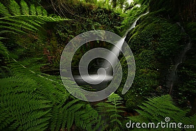 Woodland Oasis at Venford on Stock Photo