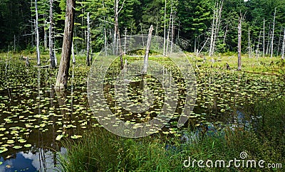 Woodland Pond and Dead Trees Stock Photo