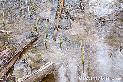 Woodland pond Stock Photo