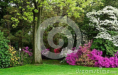 Woodland scene with Dogwood, azaleas and birdhouse Stock Photo