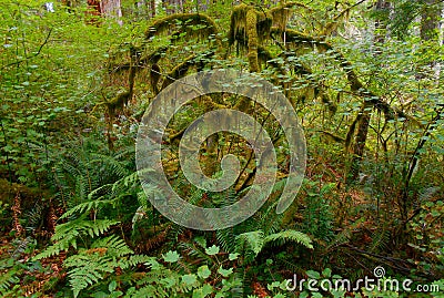 Mossy Spider Tree Stock Photo