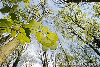 Woodland in springtime Stock Photo