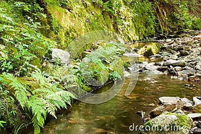 Woodland stream next to ferns Stock Photo