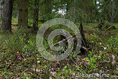 Woodland. Stump by surrounded by trees and grass Stock Photo