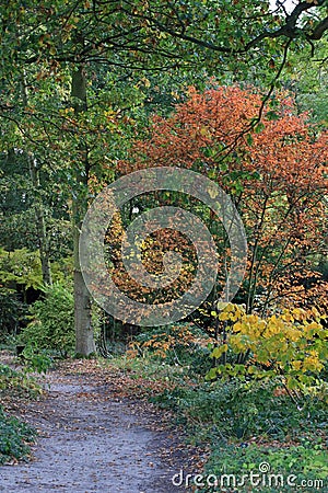 Woodland walk in Beth Chatto's Gardens Stock Photo