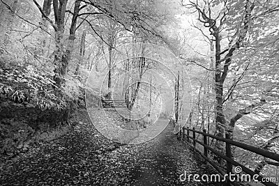 Woodland Walk black and white photograph Stock Photo