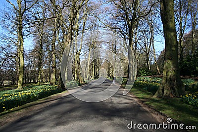 Woodlands in springtime Stock Photo