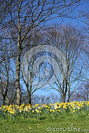 Woodlands in springtime Stock Photo