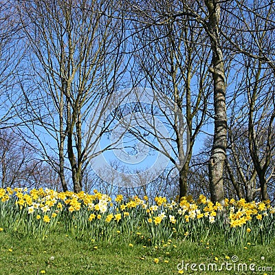 Woodlands in springtime Stock Photo