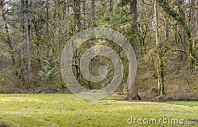 Woodlands state parks Washington state. Stock Photo