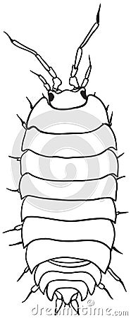 Woodlouse - monochrome vector drawing Vector Illustration