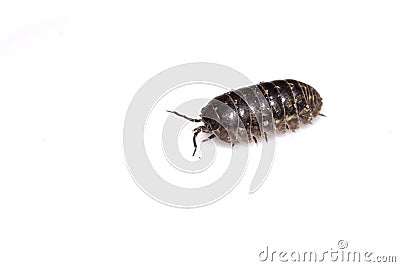 Woodlouse Wood Louse crustacean On White Background Stock Photo