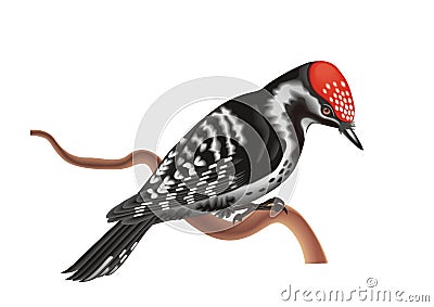 Woodpecker Vector Illustration