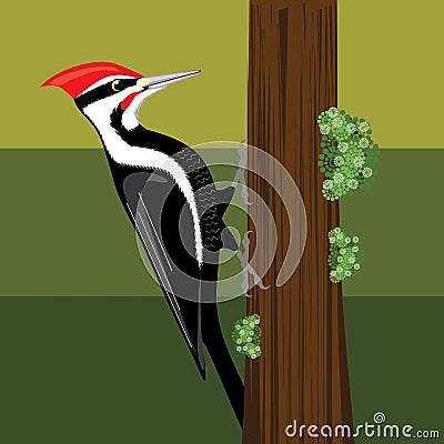 Woodpecker bird illustration Vector Illustration