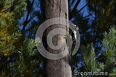 Woodpecker bird sits on the post and pine branches Stock Photo