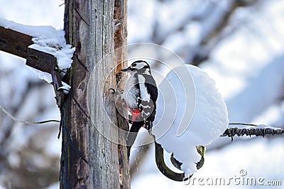 Woodpecker bird sitting on a wooden pole Stock Photo