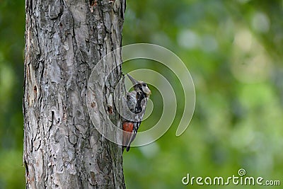 Woodpecker on the branch Stock Photo