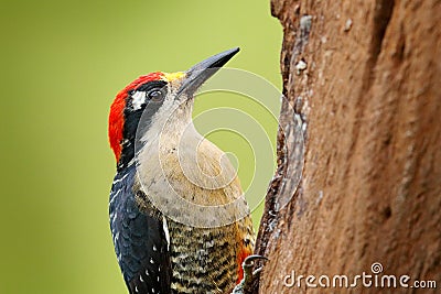 Woodpecker from Costa Rica, Black-cheeked Woodpecker, Melanerpes pucherani, sitting on the tree trunk with nesting hole, bird in Stock Photo