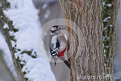 Woodpecker - Dendrocopos major Stock Photo