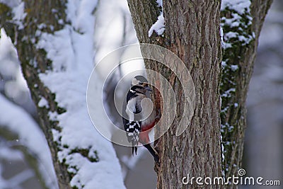 Woodpecker - Dendrocopos major Stock Photo