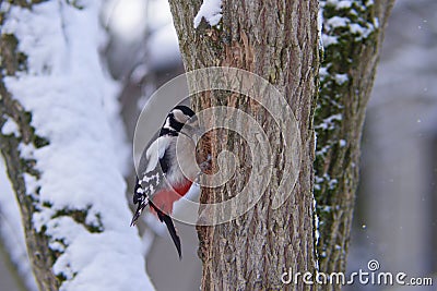 Woodpecker - Dendrocopos major Stock Photo