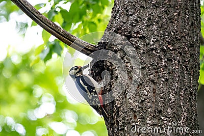 The woodpecker, Dendrocopos major is a species of piciform bird of the Picidae family Stock Photo