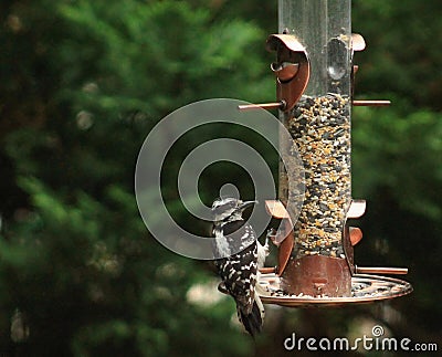 Woodpecker-feeder Stock Photo