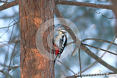 Woodpecker find food on pine trunk in winter fores Stock Photo