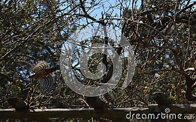 Woodpecker flies between the branches Stock Photo