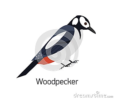 Woodpecker isolated on white background. Beautiful forest omnivorous bird, woodland inhabitant. Funny birdie. Avian Vector Illustration