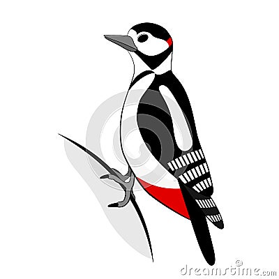 Woodpecker isolated on white Vector Illustration