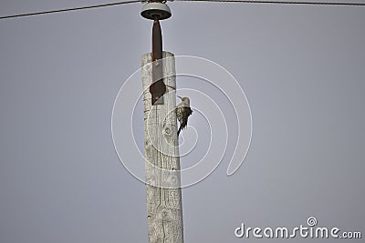 Woodpecker on pole Stock Photo