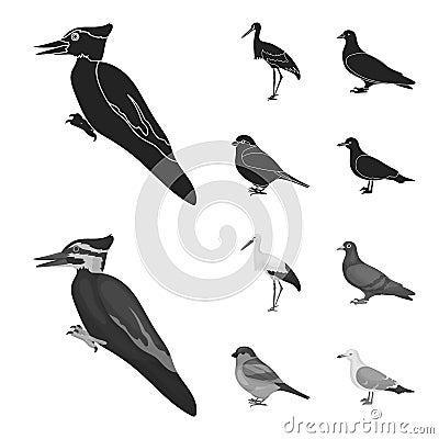 Woodpecker, stork and others. Birds set collection icons in black,monochrome style vector symbol stock illustration web. Vector Illustration